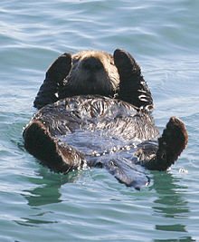 220px-sea-otter-morro-bay_on-back